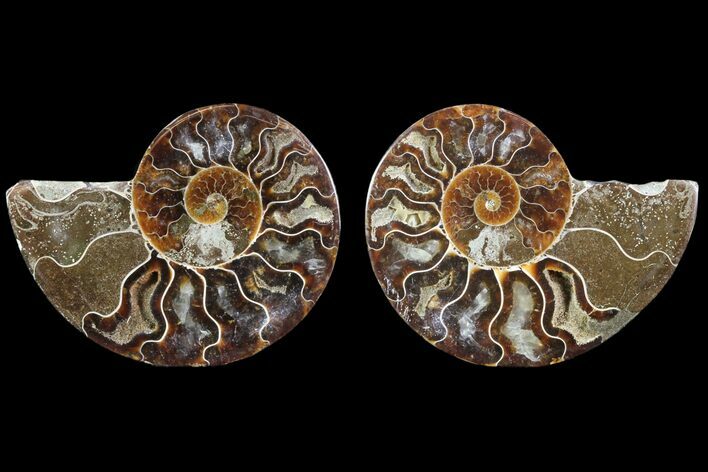 Cut & Polished Ammonite Fossil - Agatized #78364